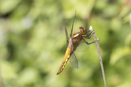 Female Broad Bodied Chaser