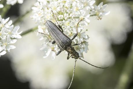 Variable Longhorn - Stenocorus meridianus - Black Morph