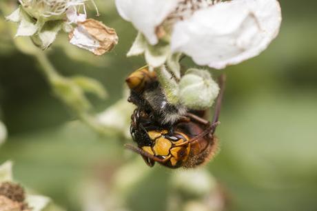 Hornet mid meal