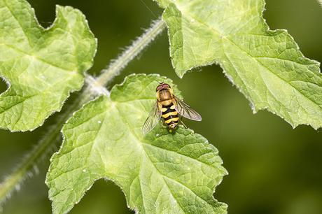 Hunting Hornets and Spotted Orchids