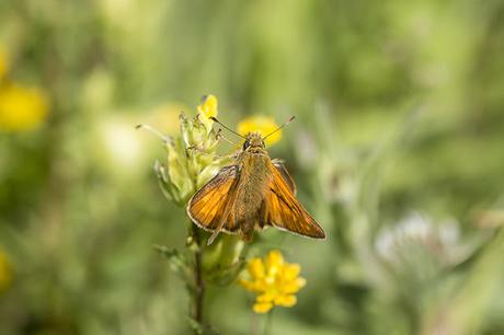 Large Skipper