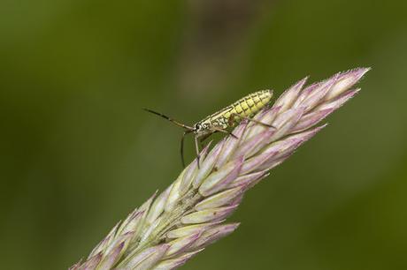 Hunting Hornets and Spotted Orchids