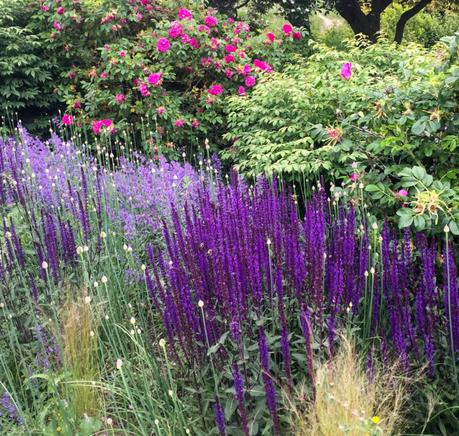 gorgeous blooms in Vancouver