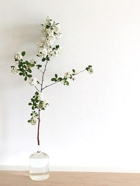 Little White Flowers On a Branch In Cape Cod