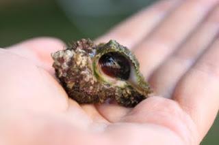 Tcheiles and Halachic Debate Tcheiles and Halachic Debate