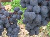 Roadtrip: Traveling Hudson Valley Cabernet Franc Trail
