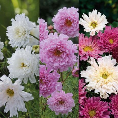 Decorate Your Garden With Some Beautiful Eye Catchy Flowers