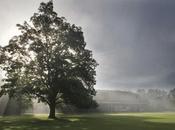 Summer Festival Preview: Tanglewood