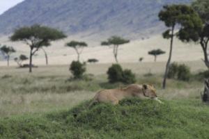 Keeping lions from livestock — building fences can save lives
