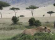 Keeping Lions from Livestock Building Fences Save Lives