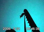 Cooperative Hunting Among Orcas?