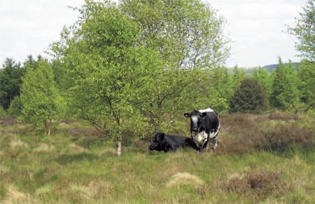 More moo cows and fences coming to Cannock Chase?