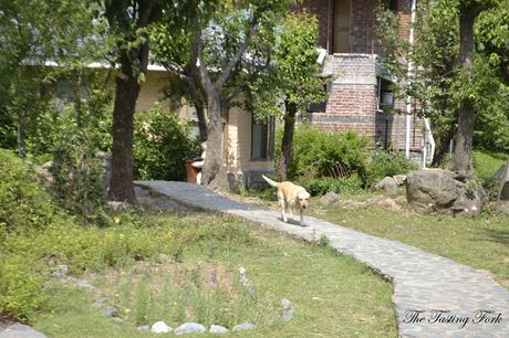 Where To Stay In Bir, Himachal Pradesh: Don't Look Beyond Colonel's Resort!