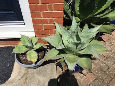 Tale of Two Agaves