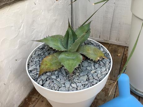 Tale of Two Agaves