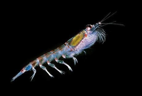 Proposed Seismic Blasting Would Devastate Ocean’s Most Vital Organisms Proposed Seismic Blasting Would Devastate Ocean’s Most Vital Organisms