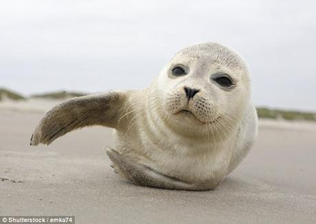 Who is Cruel ~ who treats animals badly ? and who has the right to advise ?