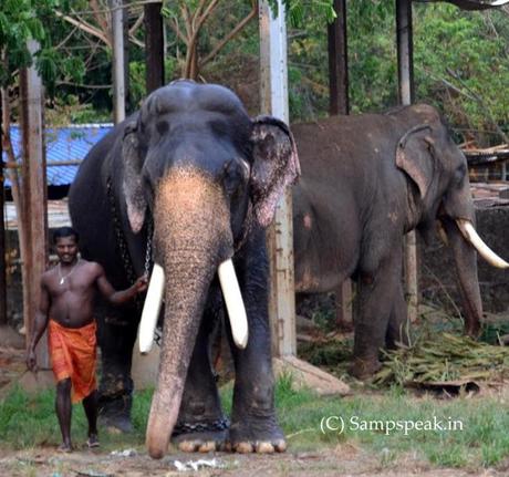 Who is Cruel ~ who treats animals badly ? and who has the right to advise ?