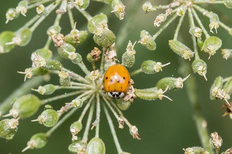 A different view of the rather orange Harlequin Ladybird