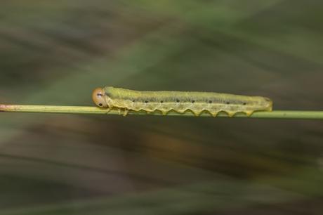 Dolerus ferrugatus larvae 