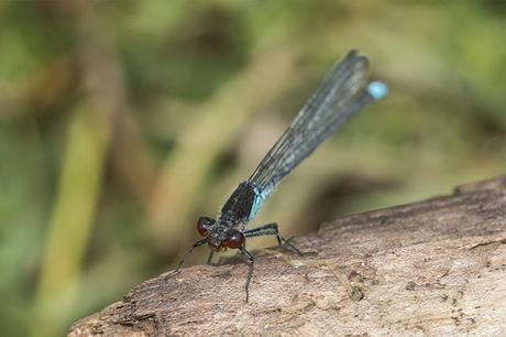Face on Red-eyed Damselfly