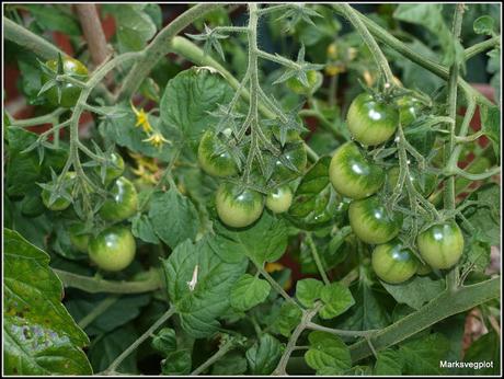 Tomato update