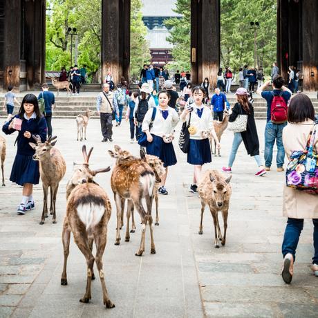 A day with the holy deers of Nara