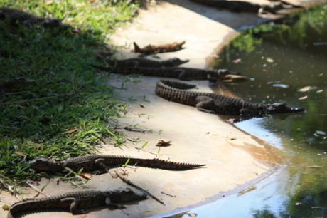 DAILY PHOTO: Tiny Nile Crocodile