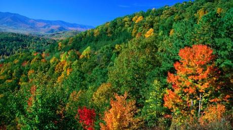 Human Mistakes: Deforestation Human Mistakes: Deforestation