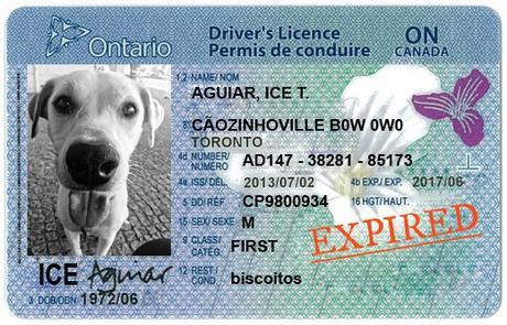 ICE drivers licence