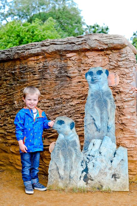 meerkat whipsnade zoo