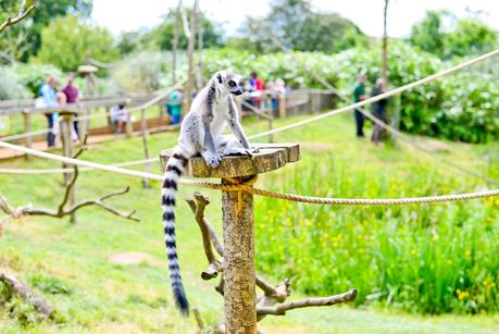 lemurs, whipsnade zoo