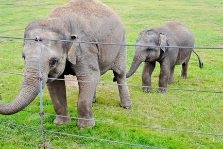 elephants whipsnade zoo