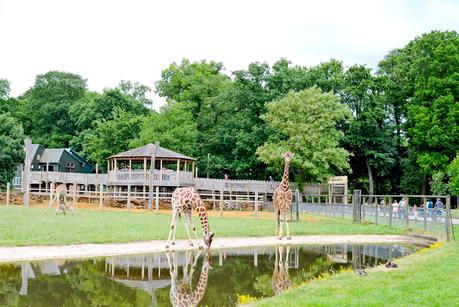 giraffes, whipsnade zoo