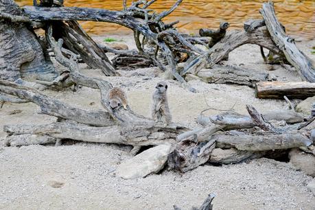 meerkat whipsnade zoo