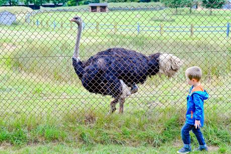 whipsnade zoo