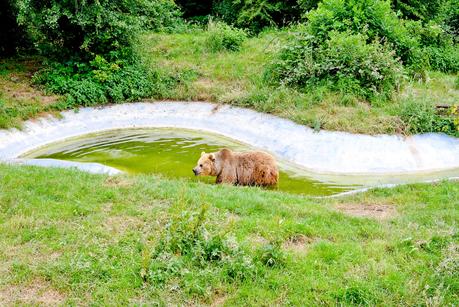 whipsnade zoo bears