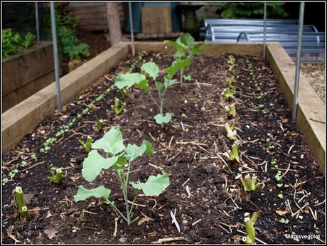 Planting Broccoli