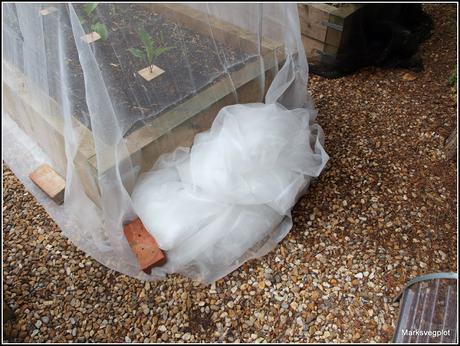 Planting Broccoli Planting Broccoli