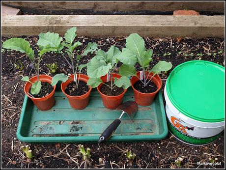 Planting Broccoli