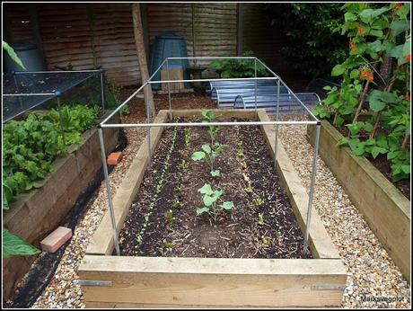 Planting Broccoli