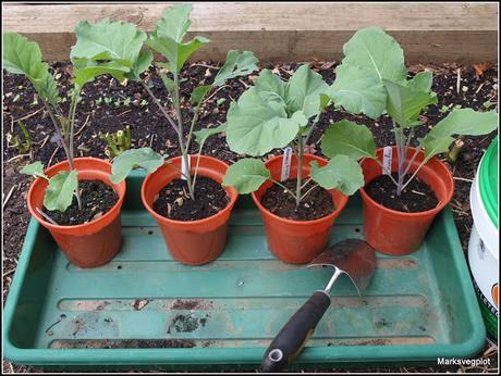 Planting Broccoli