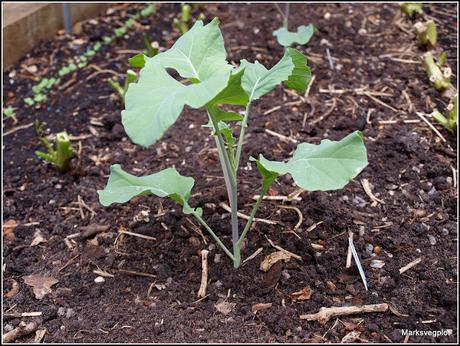 Planting Broccoli