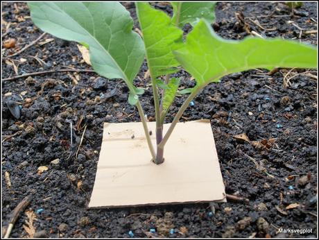 Planting Broccoli