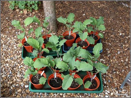 Planting Broccoli Planting Broccoli