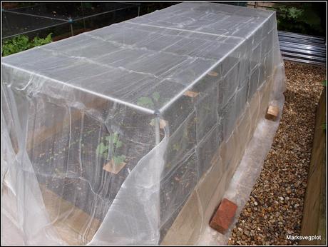 Planting Broccoli Planting Broccoli