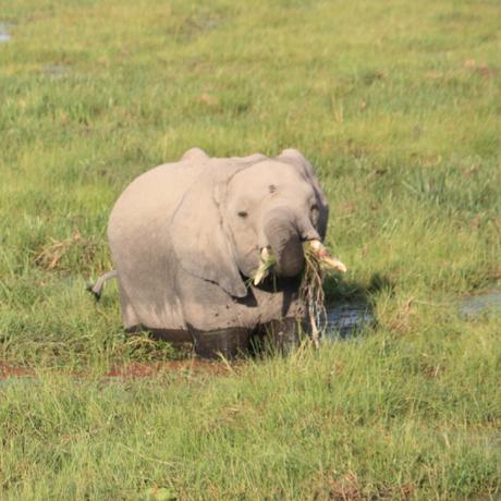 DAILY PHOTO: Baby Elephants