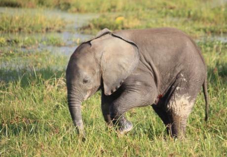 DAILY PHOTO: Baby Elephants