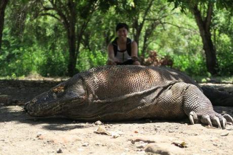 Komodo Dragon Island – One of the Seven Wonders of Nature