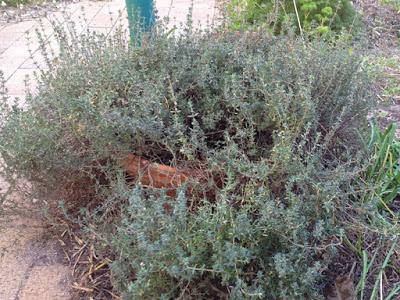 Thyme management